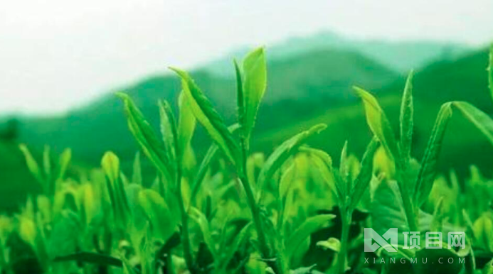 閩達(dá)茶葉