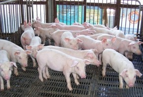 养猪场废水处理方法 怎么处理养猪场污水？