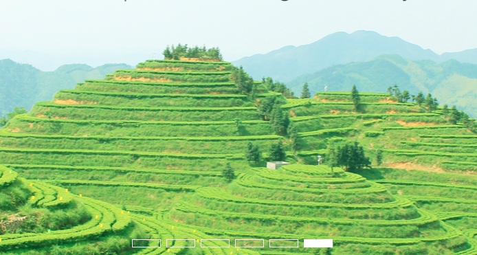 湘茶湖南茶業(yè)