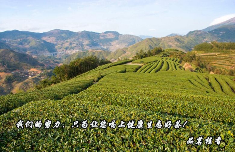 品茗桂香