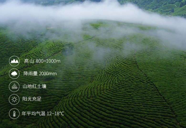 仙醇茶叶