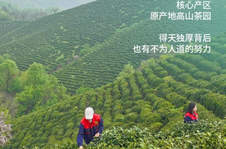 粒粒香茶叶
