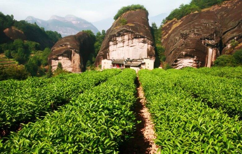 知福茶葉 知福茶葉