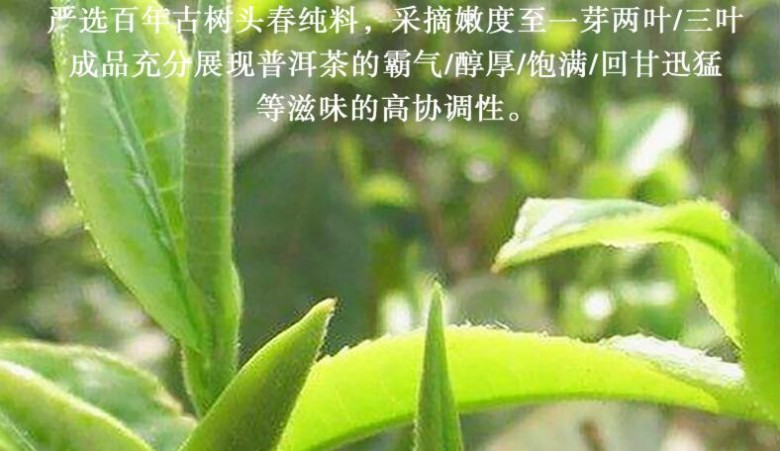 六山缘茶叶