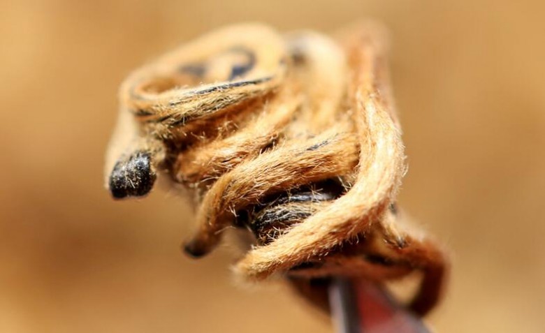 沁爱茶业 沁爱茶业