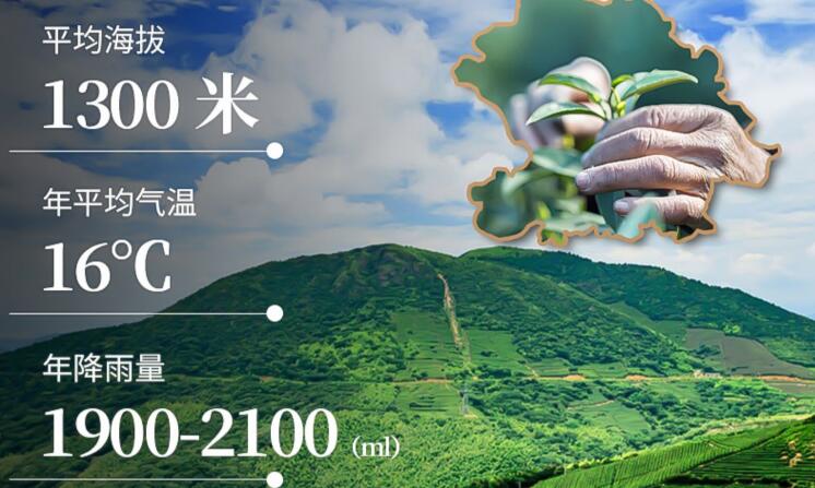 如意韵茶叶