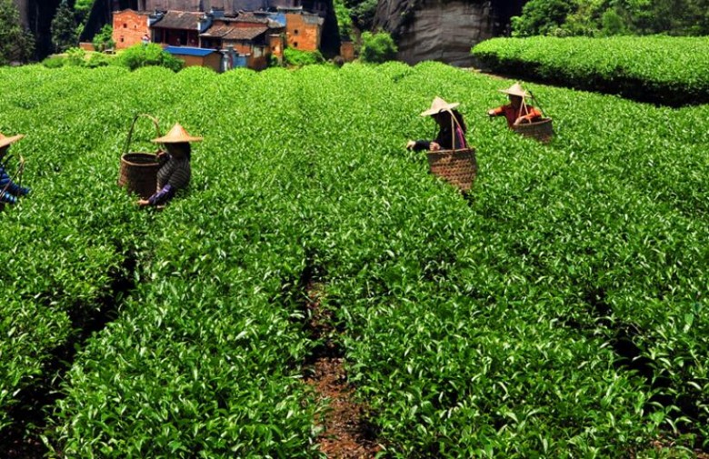 马头岩茶叶