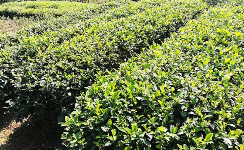 大佛龍井 大佛龍井