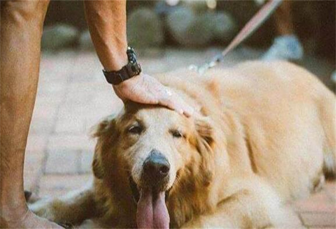 它主義寵物加盟