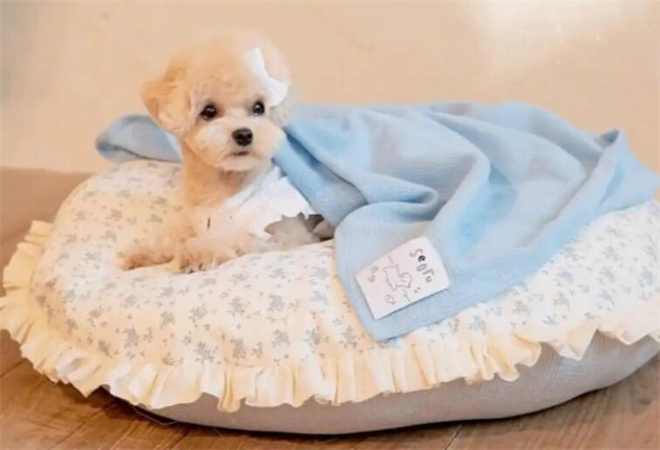 森度寵物加盟 森度寵物加盟