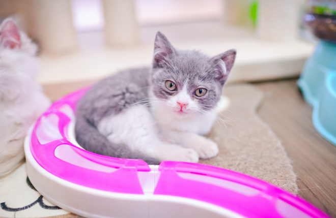 哈妮寵物加盟 哈妮寵物加盟