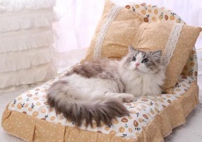 貝享寵寵物用品加盟店盈利的秘訣有哪些？