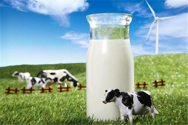 现代牧业纯牛奶