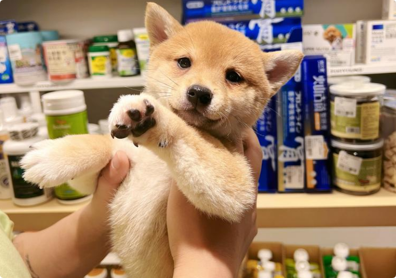 米艾寵物會(huì)所