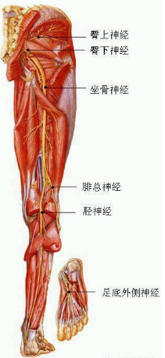 原来坐骨神经痛治疗这么简单-王九正贴解忧!(图)