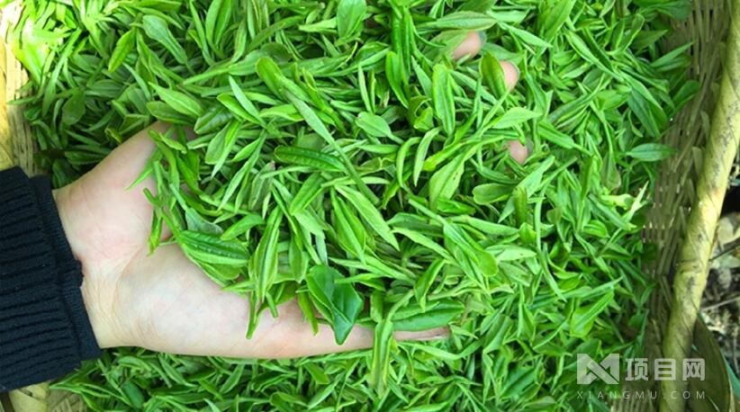 神农茶业_神农茶业加盟_神农茶业加盟费多少钱-随州市神农茶业集团