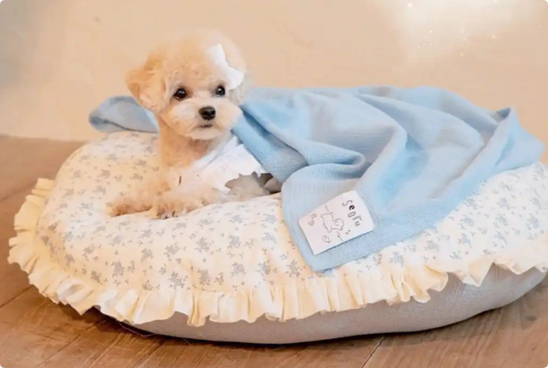 森度寵物加盟 森度寵物加盟