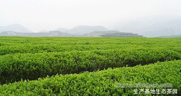 馥春茶业_馥春茶业招商_馥春茶业连锁_馥春茶业加盟费_厦门馥春茶业有限公司_7