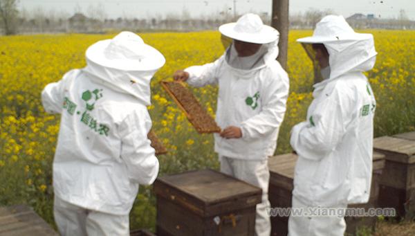 志国信蚨农蜂蜜——优质的蜂蜜产品_2