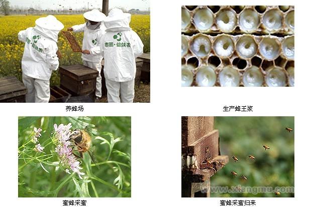 志国信蚨农蜂蜜——优质的蜂蜜产品_3