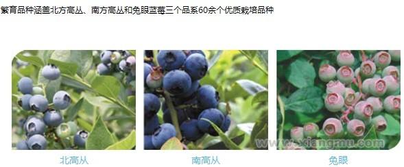 沃林蓝莓——中国高档水果产业化典范_4