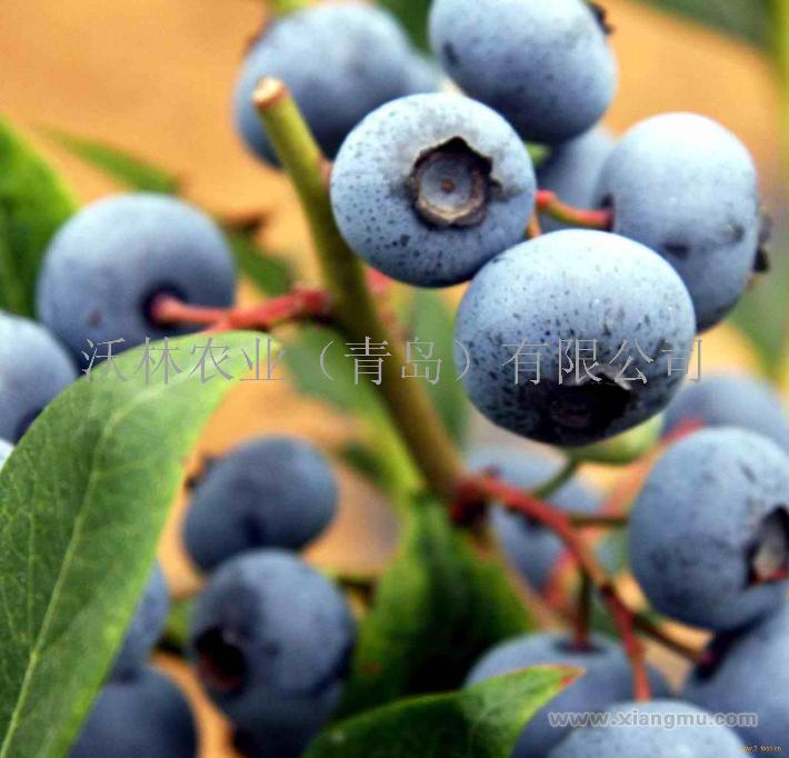 沃林蓝莓——中国高档水果产业化典范_12