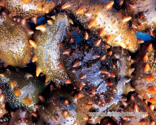 大連益群海參連鎖專(zhuān)賣(mài)店招商加盟_2