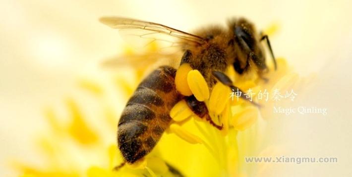 弘扬蜜蜂精神，致力人类健康—老蜂农蜂蜜连锁店加盟招商_5