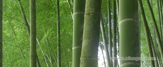 大莊地板加盟代理全國招商_5