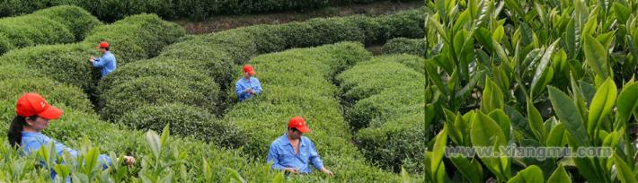 百福工夫茶業(yè)加盟代理全國招商_7