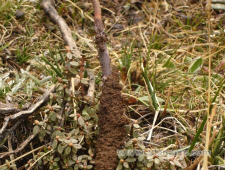 颐参堂虫草燕窝加盟动态——加盟商基地体验冬虫夏草采挖_4