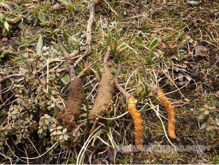 颐参堂虫草燕窝加盟动态——加盟商基地体验冬虫夏草采挖_5