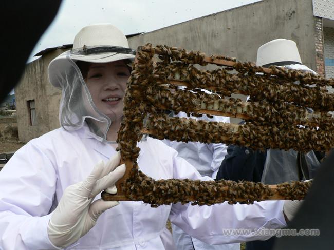 天蜂奇蜂蜜加盟代理全国连锁专卖店招商_4
