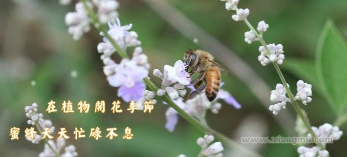 华康蜂产品加盟,华康蜂蜜加盟连锁全国招商_3