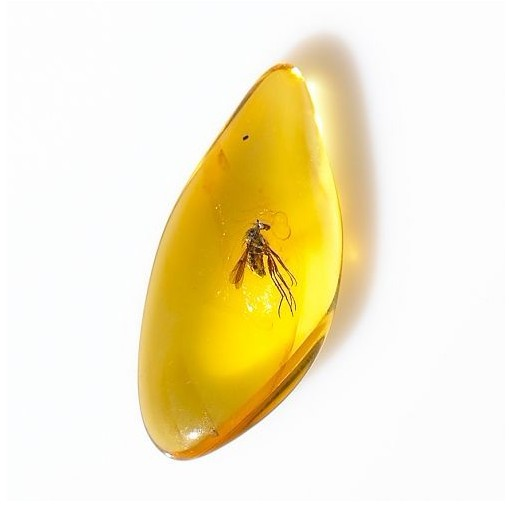 特点划分的品种为金珀,血珀,虫珀,香珀,石珀,花珀,水珀,明珀,蜡珀