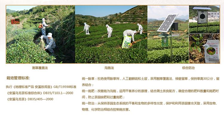 香香茶业标准化生产（图）_2