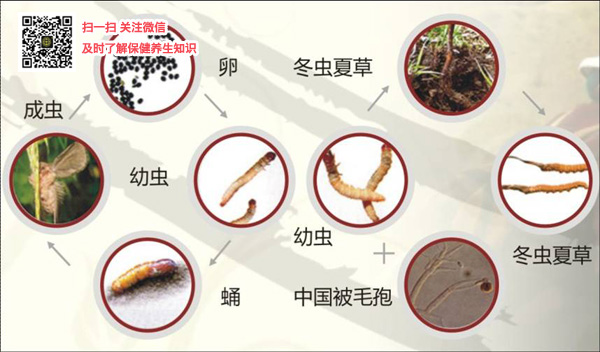 香港千寿堂与你解密新鲜冬虫夏草是怎样形成的（图）_1