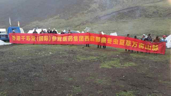 香港千寿堂严格执行冬虫夏草采挖可持续发展战略（图）_1