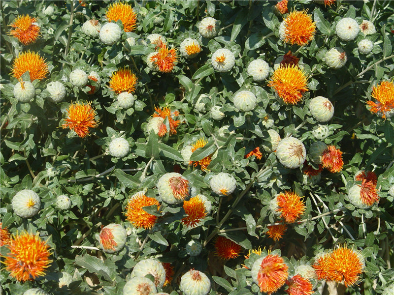 供應(yīng)云南麗江滇紅花絲廠家批發(fā)/直銷/銷售/采購(gòu)_4