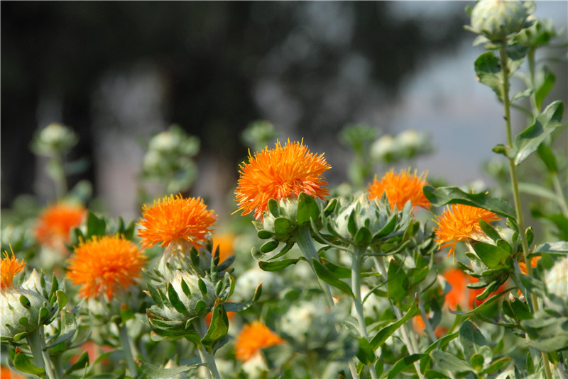 供應(yīng)云南麗江滇紅花絲廠家批發(fā)/直銷/銷售/采購(gòu)_5