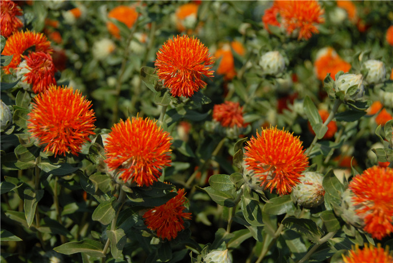 供應(yīng)云南麗江滇紅花絲廠家批發(fā)/直銷/銷售/采購(gòu)_6