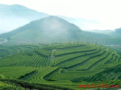 祥华茶叶产地批发浓香型，清香型，铁观音名茶_1