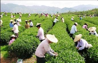 中国铁观音茶厂，正山小种茶厂，产地批发价，_1