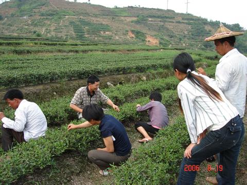 饮用铁观音，金骏眉，正山小种可以美容减肥，_3