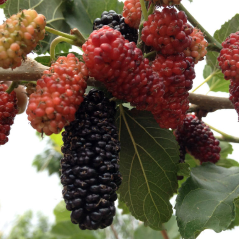 果桑苗，鮮果被稱為第三代水果新秀_1