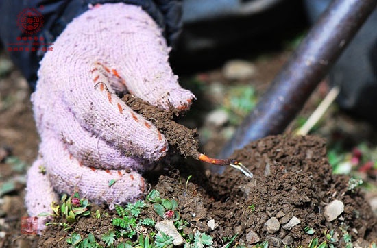 冬蟲(chóng)夏草一般是什么時(shí)候出產(chǎn)(圖)_1
