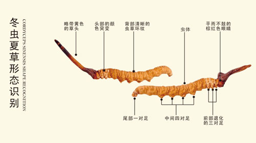 冬蟲(chóng)夏草有什么功效（圖）_1