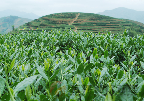 健康源自起點(diǎn)，專業(yè)鑄就成功?。▓D）_1