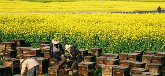 养生源蜂产品加盟代理全国招商_2