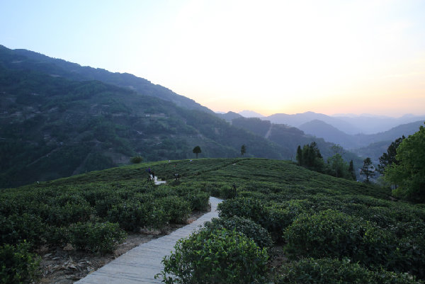 陜西的好茶在紫陽 紫陽的好茶在和平（圖）_1